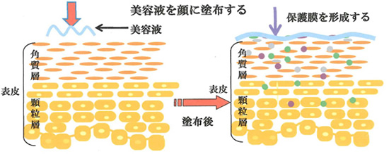 美容液を顔に塗布する